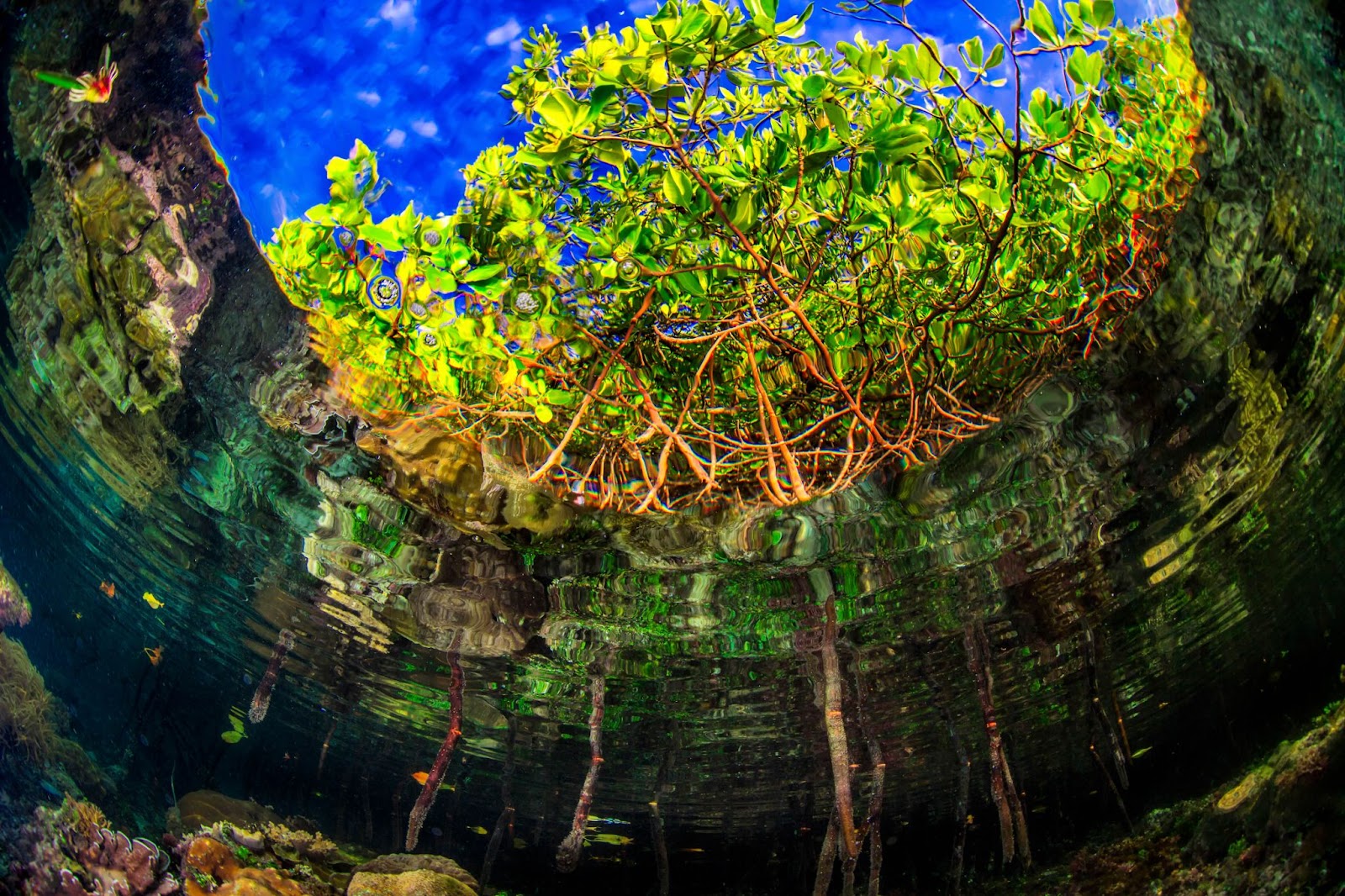 Mangroves. Una veduta delle mangrovie da sotto l'acqua. Radici marroni portano afoglie verde brillante, stagliate contro un cielo blu brillante, radicate inun'acqua verdeincrespata.