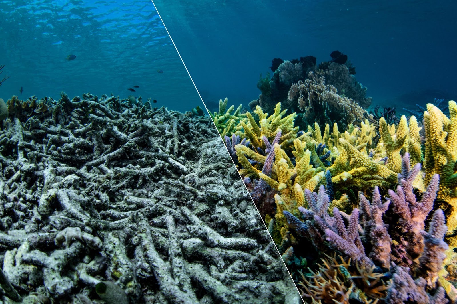 Before and
after coral restoration near Komodo, Indonesia Un'immagine di corallo divisa a metà: a sinistra il corallo grigio eincolore è collassato mentre il mare si increspa sopra di lui. A destravediamo il corallo dritto, vibrante di giallo, viola e rosa. Un contrastotra un corallo morente e un corallosano.