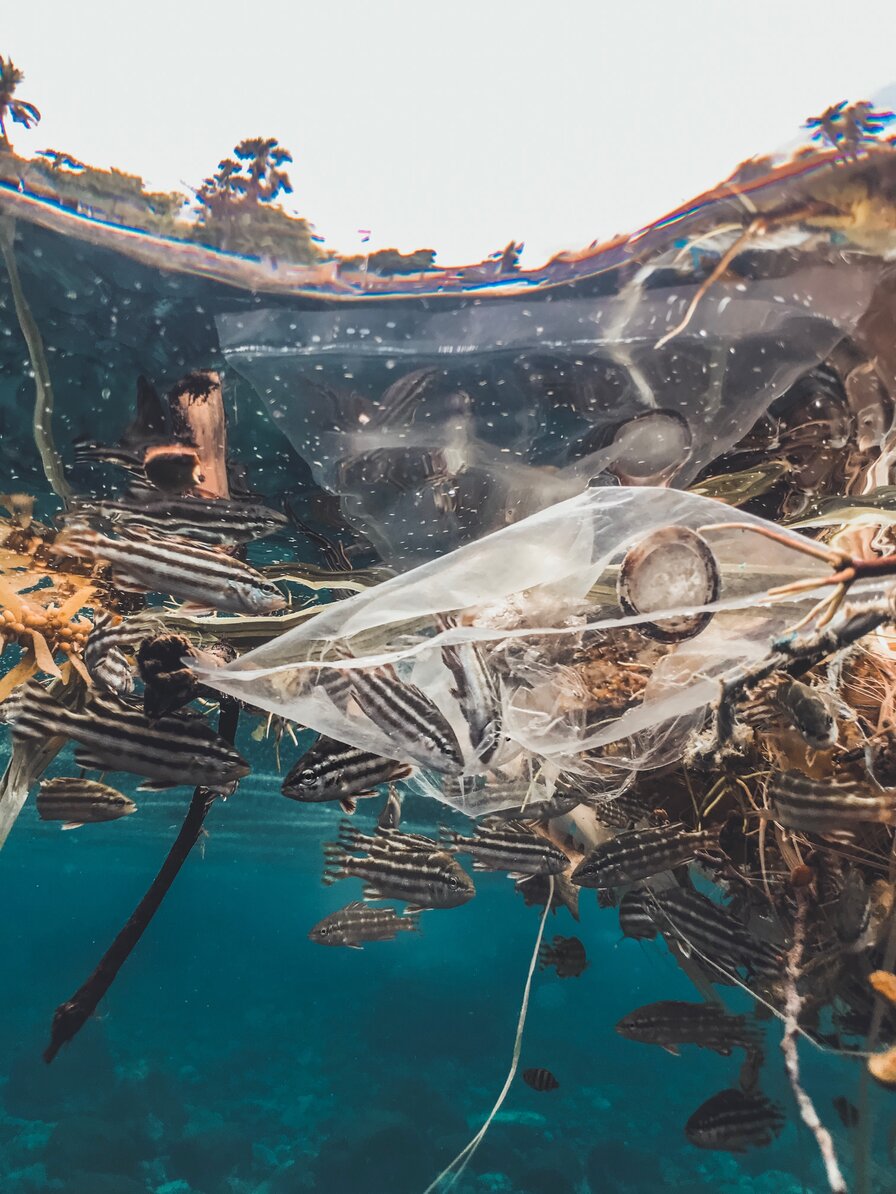 Ein Plastiksack liegt unter dem blauen Meer. Er hat mehrere schwarz-weißgestreifte Fische gefangen und andere schwimmen um ihnherum.