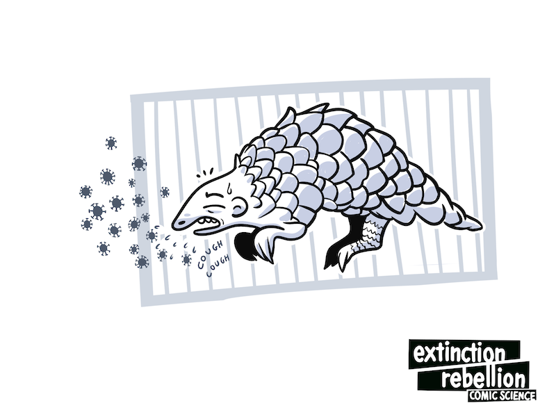 chory pangolin w małej klatce, kaszlącyCOVID-19